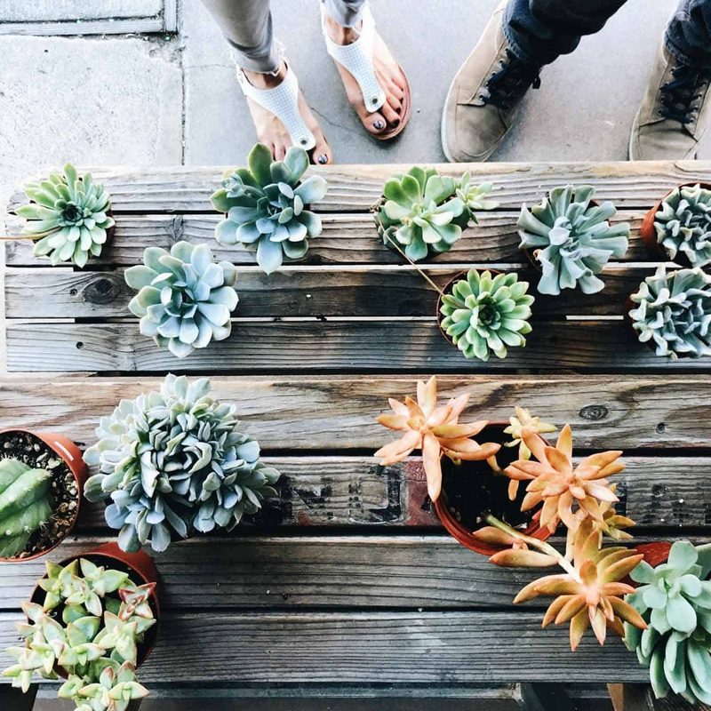 Succulents on a table.