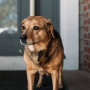 Dog standing in front of a house door.